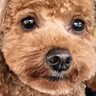 『犬をモヒカンにしてほしい』とオーダーした結果…思っていたのと違う『衝撃的すぎる髪型』が144万再生「ツボったｗ」「遠い目してて草」
