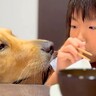 女の子がご飯を食べていたら、隣に大型犬が寄ってきて…おねだりをする光景と『まさかのなだめ方』が35万再生「優しくて尊い」「ほっこり」