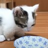 ごはんを食べた後、すぐトイレに向かった子猫…まさかの『可愛すぎる光景』が675万再生「何から何まで最高」「可愛すぎて涙」