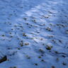 所沢航空記念公園の蝋梅園に雪が残っていました