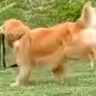 『ゴールデンレトリバーかけっこ』に愛犬が参加→最下位になったと思ったら…遅れてしまった『まさかの理由』が19万再生「得意気ｗ」と絶賛
