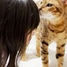 「じゃあ、猫に噛まれた人が負けね…」5歳の娘が突然『デスゲーム』を提案して…まさかの勝敗が2.2万再生「策士すぎるｗ」「娘さん？！」