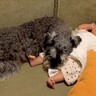 赤ちゃんが泣き始めるとすぐに駆けつける犬→想定以上にお兄ちゃんな『かっこいい行動』が72万再生「愛に乾杯」「添い寝してくれるの優しい」