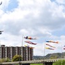 王寺町・春の風物詩が今年も登場！大和川河川敷を泳ぐ約60匹の鯉のぼり
