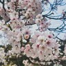 松江の人気お花見スポット！約2kmにわたって桜並木が続く玉造温泉・玉湯川沿いの開花状況！｜松江市