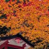 【京都紅葉】修学院の隠れた紅葉の名所「鷺森神社」で紅葉が見頃