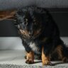 『ストレスを受けやすい犬』の特徴5選　愛犬が普段から無理をしている可能性も…