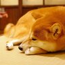 犬が『関わりたくない人』にみせるサイン5選　飼い主のことを避けている時にする行動とは？