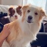 犬たちが散歩に行きたがらないので『じゃあ一人で行ってくるね』と強行突破したら…正直すぎる反応が45万再生「可愛くてたまらん」「わかるｗ」