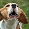 犬が吠えるのを止めさせたい時の５つのコツとは　理由を知ることが大事？飼い主ができる対処法を解説