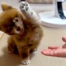 ご飯前、赤ちゃん犬に『おて』をさせたら…破壊力抜群な『一生懸命に頑張る光景』が662万再生「最高に尊い」「気合い200%」と悶絶の声