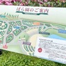 『国営越後丘陵公園』の『ながおか香りのばら園』が『第20回世界バラ会議』で『優秀庭園賞』受賞！見頃の『バラ』見に行ってみた。