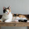 猫の性格は大きく『5つの傾向』に分類できる！タイプ別に特徴を解説　あなたの愛猫はどれ？