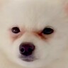 顔が原因で『５万円で売れ残っていた犬』を飼った結果…まるで別犬な『激変ビフォーアフター』が84万再生「こんな可愛く…」「すごい綺麗」