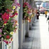花と緑の南大沢へ　26日・27日