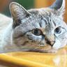 テーブルにあごを乗せて脱力している猫→下のほうを見てみたら…つい握手したくなる『尊いおてて』に5万いいね「可愛すぎる」「優勝」