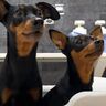 ギリギリまで粘ってお風呂拒否中のミニピン、その隙に”お風呂大好きな妹犬”が横からスルッと入浴！？