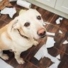 犬がストレスを感じているときにみせるサイン6選　精神的苦痛を与えてしまう状況とは？