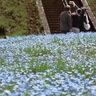 くりはま花の国　春風にそよぐ「青いじゅうたん｣　ネモフィラが見頃