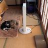 扉を開けたら、ヒーターのまえで２匹の猫が……『幸せあふれる光景』に癒されると109万再生「見るだけで幸せ」「本当にいるだけで可愛い」