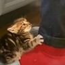『ミルクが待ちきれない』と台所にやってきた赤ちゃん猫→飼い主さんに見せた『可愛すぎる姿』が269万再生「言葉にならない」「反則だ」
