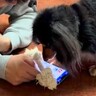 スマホをいじっていたら、犬が『遊んでほしい』と近づいてきて…絶対に断れない誘い方が97万再生「ちゃんと分かってる」「ワンコって健気」