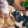 犬の『里親になっちゃダメな人』の特徴5選　保護犬を検討している人が必ず知っておくべきこととは