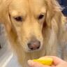 『大型犬にレモンを舐めさせた』結果→前まで喜んでいたのに…面白すぎる『まさかの顔芸』に「アプリのフィルターにありそうｗ」「可愛い」の声