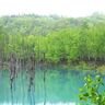 【北海道・美瑛】「青い池」の始まりはどこから？謎に迫る新ツアーが誕生