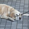 犬が『座り込んでしまう』原因5つ　散歩中に何度も…病気の可能性は？