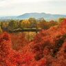 【お出かけ情報】そうだ、紅葉の京都へ。真っ先に行きたい「アサヒグループ大山崎山荘美術館」の名建築と自然を愛でながらユニーク企画展を楽しむ