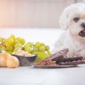 犬が死ぬかもしれない『食品』４選　絶対に食べさせてはいけない理由や誤食を防ぐための対策まで