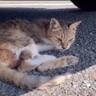 車の下にいた『弱りきって動けない猫』を保護したら…綺麗になった様子が感動的すぎると60万再生「奇跡が起きたね」「素敵な名前」の声