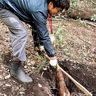 4月12日（土）　茅ヶ崎の里山でタケノコ掘り