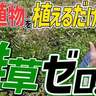 【家庭菜園の雑草対策】農家直伝！草刈りいらずの最強テクとは？