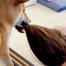 ヘアゴムを付けたら、犬が…まさかの『ホラー映画のような惨劇』に爆笑が止まらないと335万表示「どういう状況？？ｗ」「徹底してて笑った」