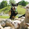 群馬県渋川市の「伊香保グリーン牧場」でシープドッグショーや動物とのふれ合いを楽しもう！