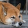 犬のストレスサインに気づいてる？大人しく逃げないから嫌がってないと考えるのは危険