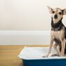 犬のうんち量が増えたときの原因5つ　一日あたりの標準的な排便回数とは