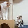 三毛子猫を保護してから『巣立つ』までをまとめてみた結果…感動的すぎる光景が66万7000再生「何回見ても泣ける」「心から敬服」