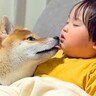 小さな男の子がソファで寝落ちしてしまった結果…柴犬が見せた『まさかの行動と可愛すぎる結末』が17万再生「全部が素敵」「兄弟愛」と感動の声