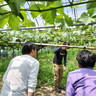 愛知県東浦町産、農園直送のシャインマスカットを使ったカクテルやスイーツなどを堪能！【ニッコースタイル名古屋】【THE
