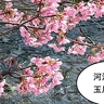 【立川フォト】満開までもうちょい！玉川上水にかかる新家橋の河津桜