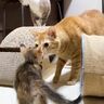 仲良し兄妹猫の「子猫訪問」　遠慮なく子猫と全力で遊ぶパイセン猫たち