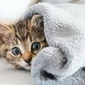 猫にストレスを与えてしまう『環境要因』5選　あなたのお家は大丈夫？