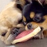 姉犬が『寝ながらくわえているオモチャ』が欲しい妹チワワ→目が離せない『強奪作戦の光景』が103万再生「緊張感ｗ」「ラスボス感強くて草」