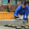 春がきた！カメたちが本拠地へ移動　四日市の南部丘陵公園　冬眠からお目覚め