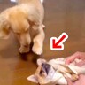 垂れ耳のダックスが初めて『立ち耳のワンコ』を見たら…まるで直してあげるかのような『まさかの行動』が370万再生「優しい」「心配してる」