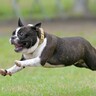 ファーマーズマーケット「sioiri」にドッグランがオープン　小型犬・中型犬の専用施設【北九州市若松区】