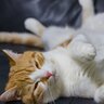 猫が『ゴキゲン♪』なときに見せる仕草2選　見られたら愛猫に何かいいことがあったのかも？